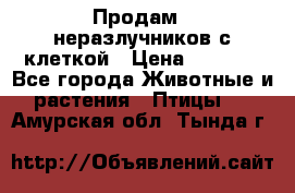 Продам 2 неразлучников с клеткой › Цена ­ 2 500 - Все города Животные и растения » Птицы   . Амурская обл.,Тында г.